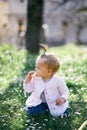 Little girl with a ponytail on her head gnaws a fruit chip, sitting on her knees on a green lawn among flowers and Royalty Free Stock Photo