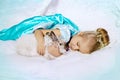 Little girl in princess dress on a background of a winter fairy