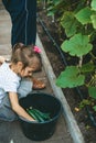 Little girl putting freshly picked cucumbers to the bucket Royalty Free Stock Photo