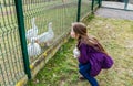 Little girl putting out tongue to gooses. Poking the bear. Royalty Free Stock Photo