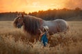 Little girl with red tinker horse in oats evening field Royalty Free Stock Photo
