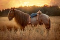 Little girl with red tinker horse in oats evening field Royalty Free Stock Photo