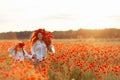 Little girl with redhead mother in white dresses and wreathes walking with bouquet of poppies on poppy field at summer sunset Royalty Free Stock Photo