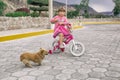 Little girl riding a bicycle and a chihuahua dog on the street under the open sky.