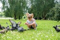 A little girl runs for pigeons.Baby Girl Chasing Pigeons In Outdoors City Park. cheerful happy childhood, runs laughing Royalty Free Stock Photo