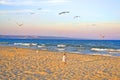 Little girl runs to meet puppy jack russell terrier on a large sandy beach with seagulls soaring in the sky