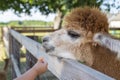 A little girl`s hand-feeding carrot for alpaca on the countryside farm Royalty Free Stock Photo