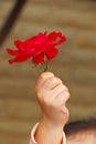 A little girl`s hand holds a red rose