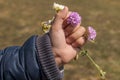 A little girls hand holds some wild flowers