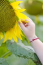 Little girl's hand picking petal from sunflower