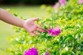 The little girl`s hand was touching the surface of the pink flower. Person praising Paper flower. In the midst of nature.