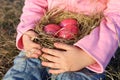 Little girl's hands holding a dry grass nest with three 3 pink colored easter eggs. Royalty Free Stock Photo