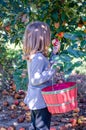 Little girl sampling a gala apple at a Michigan orchard Royalty Free Stock Photo