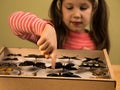 Little Girl Scrutinizes Entomology Collection of Tropical Butterflies Royalty Free Stock Photo