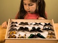 Little Girl Scrutinizes Entomology Collection of Tropical Butterflies Royalty Free Stock Photo