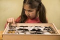 Little Girl Scrutinizes Entomology Collection of Tropical Butterflies Royalty Free Stock Photo