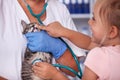 Little girl checking the teeth of her kitten at the veterinary