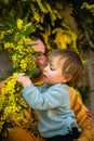 little girl sitting in arms of her father and trying to eat blooming mimosa Royalty Free Stock Photo