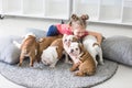 Little girl sitting on the floor and takes care of the puppies bulldog Royalty Free Stock Photo