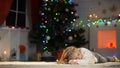 Little girl sleeping under Christmas tree, waiting Santa, dreaming of presents Royalty Free Stock Photo
