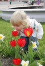 Little girl sniffing tulips Royalty Free Stock Photo