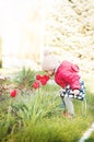 A little girl sniffs the blossoming red tulips Royalty Free Stock Photo