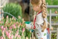 Little girl sprinkles water tulips in the greenhouse. Royalty Free Stock Photo