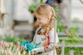 Little girl sprinkles water tulips in the greenhouse.