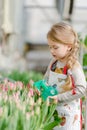 Little girl sprinkles water tulips in the greenhouse