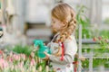 Little girl sprinkles water tulips in the greenhouse Royalty Free Stock Photo