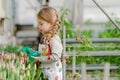 Little girl sprinkles water tulips in the greenhouse