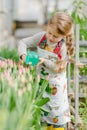 Little girl sprinkles water tulips in the greenhouse.