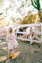 Little girl stands in front of ponies standing behind a wooden fence in a pasture. Back view