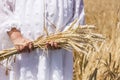 Little girl stands on golden wheat field and holds wheat ears in her hands at summer sunny day. Royalty Free Stock Photo