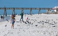 A little girl stirs up the seagulls on the shoreline of the Gulf of Mexico