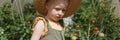 A little girl in a straw hat is picking tomatoes in a greenhouse. Harvest concept.