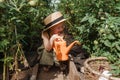 A little girl in a straw hat is picking tomatoes in a greenhouse. Harvest concept.