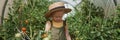 A little girl in a straw hat is picking tomatoes in a greenhouse. Harvest concept.