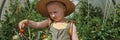 A little girl in a straw hat is picking tomatoes in a greenhouse. Harvest concept.