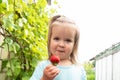Little girl with strawberry. Outdoor sunny strawberry harvest concept. Fresh eco organic strawberry. New harvest, diet