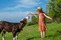 Little girl is stroking a calf in a field. Royalty Free Stock Photo