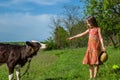 Little girl is stroking a calf in a field. Royalty Free Stock Photo