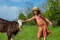 Little girl is stroking a calf in a field. Royalty Free Stock Photo