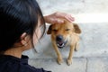 The little girl is stroking her dog with gently and friendly, showing love and care of pet Royalty Free Stock Photo