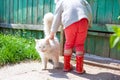 Little girl stroking a white fluffy cat, friendship of children with pets Royalty Free Stock Photo