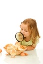 Little girl studying a basketful of chicks Royalty Free Stock Photo