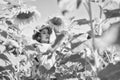 Little girl sunflowers field blue sky background, harvest day