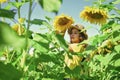 Little girl sunflowers field blue sky background, harvest day