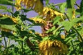 Little girl sunflowers field blue sky background, organic farm