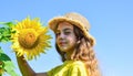 Little girl sunflowers field blue sky background, rustic style Royalty Free Stock Photo